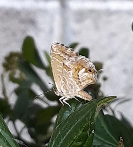 Cacyreus marshalli